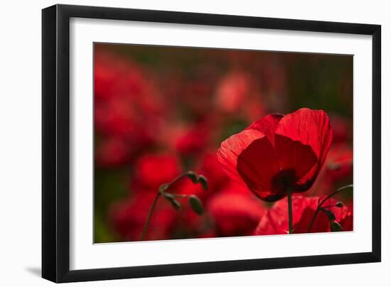 Poppy Field in the Alberes, Languedoc-Roussillon, France, Europe-Mark Mawson-Framed Photographic Print