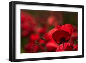 Poppy Field in the Alberes, Languedoc-Roussillon, France, Europe-Mark Mawson-Framed Photographic Print