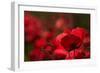 Poppy Field in the Alberes, Languedoc-Roussillon, France, Europe-Mark Mawson-Framed Photographic Print