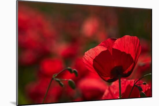 Poppy Field in the Alberes, Languedoc-Roussillon, France, Europe-Mark Mawson-Mounted Photographic Print