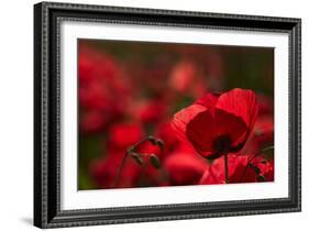 Poppy Field in the Alberes, Languedoc-Roussillon, France, Europe-Mark Mawson-Framed Photographic Print