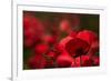 Poppy Field in the Alberes, Languedoc-Roussillon, France, Europe-Mark Mawson-Framed Photographic Print