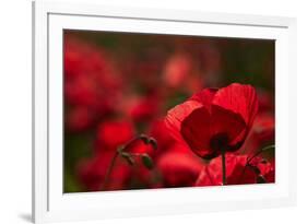 Poppy Field in the Alberes, Languedoc-Roussillon, France, Europe-Mark Mawson-Framed Photographic Print