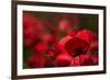 Poppy Field in the Alberes, Languedoc-Roussillon, France, Europe-Mark Mawson-Framed Photographic Print