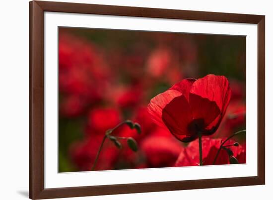 Poppy Field in the Alberes, Languedoc-Roussillon, France, Europe-Mark Mawson-Framed Photographic Print