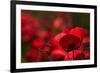 Poppy Field in the Alberes, Languedoc-Roussillon, France, Europe-Mark Mawson-Framed Photographic Print