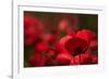 Poppy Field in the Alberes, Languedoc-Roussillon, France, Europe-Mark Mawson-Framed Photographic Print