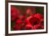 Poppy Field in the Alberes, Languedoc-Roussillon, France, Europe-Mark Mawson-Framed Photographic Print