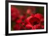 Poppy Field in the Alberes, Languedoc-Roussillon, France, Europe-Mark Mawson-Framed Photographic Print