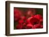 Poppy Field in the Alberes, Languedoc-Roussillon, France, Europe-Mark Mawson-Framed Photographic Print