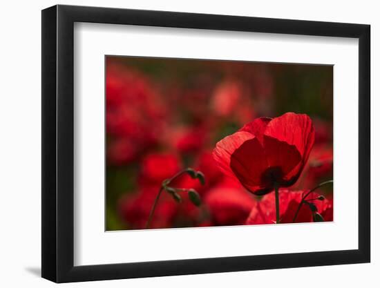 Poppy Field in the Alberes, Languedoc-Roussillon, France, Europe-Mark Mawson-Framed Photographic Print