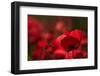 Poppy Field in the Alberes, Languedoc-Roussillon, France, Europe-Mark Mawson-Framed Photographic Print