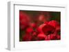 Poppy Field in the Alberes, Languedoc-Roussillon, France, Europe-Mark Mawson-Framed Photographic Print