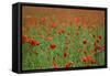 Poppy Field Landscape-Tom Quartermaine-Framed Stretched Canvas