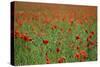 Poppy Field Landscape-Tom Quartermaine-Stretched Canvas