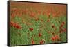 Poppy Field Landscape-Tom Quartermaine-Framed Stretched Canvas