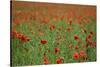 Poppy Field Landscape-Tom Quartermaine-Stretched Canvas