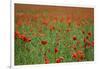 Poppy Field Landscape-Tom Quartermaine-Framed Giclee Print