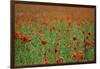 Poppy Field Landscape-Tom Quartermaine-Framed Giclee Print