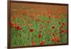 Poppy Field Landscape-Tom Quartermaine-Framed Giclee Print