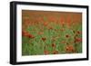 Poppy Field Landscape-Tom Quartermaine-Framed Giclee Print