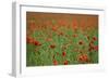 Poppy Field Landscape-Tom Quartermaine-Framed Giclee Print