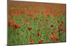 Poppy Field Landscape-Tom Quartermaine-Mounted Giclee Print