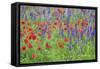 Poppy field, Mount Olive, North Carolina, USA-Lisa S. Engelbrecht-Framed Stretched Canvas