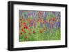 Poppy field, Mount Olive, North Carolina, USA-Lisa S. Engelbrecht-Framed Photographic Print