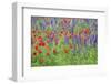 Poppy field, Mount Olive, North Carolina, USA-Lisa S. Engelbrecht-Framed Photographic Print