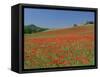 Poppy Field Near Montechiello, Tuscany, Italy-Lee Frost-Framed Stretched Canvas