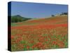 Poppy Field Near Montechiello, Tuscany, Italy-Lee Frost-Stretched Canvas