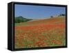 Poppy Field Near Montechiello, Tuscany, Italy-Lee Frost-Framed Stretched Canvas