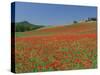 Poppy Field Near Montechiello, Tuscany, Italy-Lee Frost-Stretched Canvas
