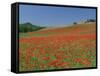 Poppy Field Near Montechiello, Tuscany, Italy-Lee Frost-Framed Stretched Canvas