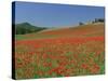 Poppy Field Near Montechiello, Tuscany, Italy-Lee Frost-Stretched Canvas