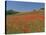 Poppy Field Near Montechiello, Tuscany, Italy-Lee Frost-Stretched Canvas