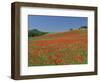 Poppy Field Near Montechiello, Tuscany, Italy-Lee Frost-Framed Photographic Print