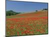 Poppy Field Near Montechiello, Tuscany, Italy-Lee Frost-Mounted Photographic Print