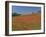 Poppy Field Near Montechiello, Tuscany, Italy-Lee Frost-Framed Photographic Print