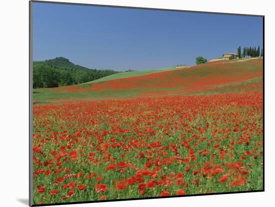 Poppy Field Near Montechiello, Tuscany, Italy-Lee Frost-Mounted Photographic Print