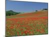 Poppy Field Near Montechiello, Tuscany, Italy-Lee Frost-Mounted Photographic Print