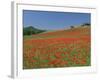 Poppy Field Near Montechiello, Tuscany, Italy-Lee Frost-Framed Photographic Print