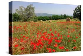 Poppy Field near Orvieto, Province of Terni, Umbria, Italy-null-Stretched Canvas