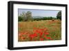 Poppy Field near Orvieto, Province of Terni, Umbria, Italy-null-Framed Art Print