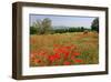 Poppy Field near Orvieto, Province of Terni, Umbria, Italy-null-Framed Art Print