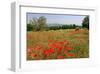 Poppy Field near Orvieto, Province of Terni, Umbria, Italy-null-Framed Art Print