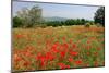 Poppy Field near Orvieto, Province of Terni, Umbria, Italy-null-Mounted Art Print