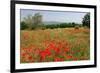 Poppy Field near Orvieto, Province of Terni, Umbria, Italy-null-Framed Art Print