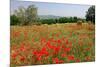 Poppy Field near Orvieto, Province of Terni, Umbria, Italy-null-Mounted Art Print